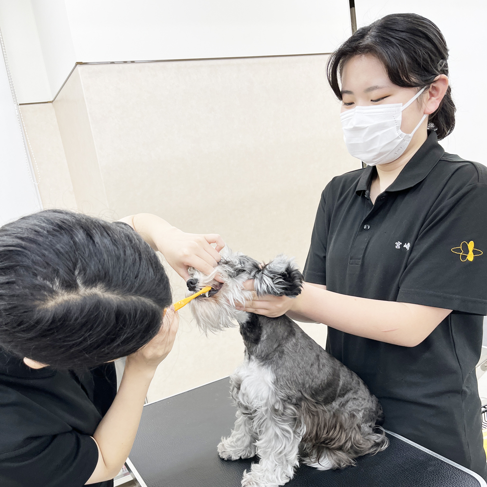２年生の看護実習～保定＆歯みがき～